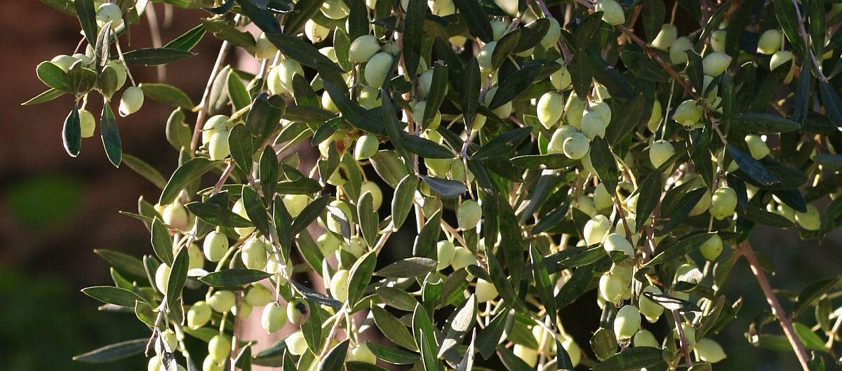 Welche Olivenbäume sind winterhart – und was passiert bei Frost?