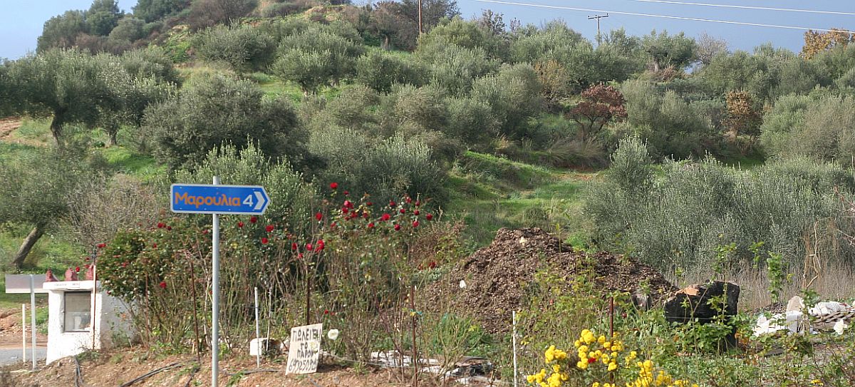 Hat der Olivenanbau im Mittelmeerraum noch eine Zukunft? Düstere Aussichten.